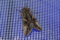 Autographa gamma