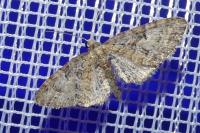 Eupithecia abbreviata