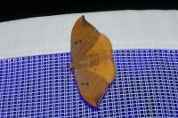 Watsonalla binaria