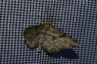 Peribatodes rhomboidaria