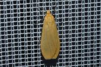 Wittia sororcula