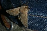 Orthosia miniosa