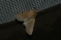 Orthosia miniosa