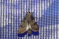 Agrotis puta