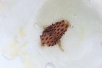 Depressaria albipunctella