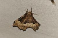 Selenia tetralunaria