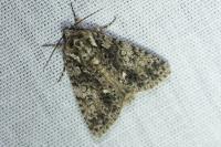 Acronicta rumicis