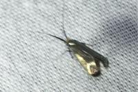 Adela reaumurella