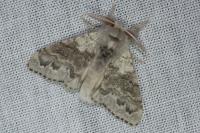 Calliteara pudibunda
