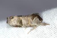Clostera pigra