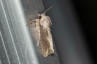 Egira conspicillaris