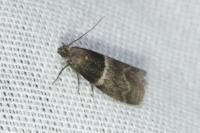 Elegia similella