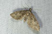 Eupithecia abbreviata