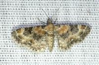 Eupithecia linariata/pulchellata