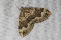 Lampropteryx suffumata