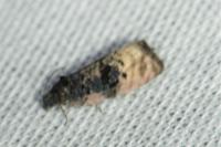 Metendothenia atropunctana