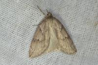 Pachycnemia hippocastanaria