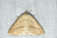 Petrophora chlorosata