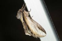Pheosia tremula