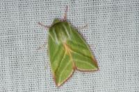 Pseudoips prasinanus