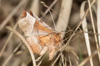 Selenia lunularia
