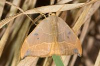 Watsonalla binaria
