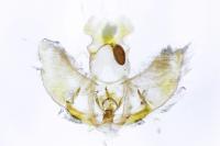 Agonopterix propinquella