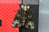 Craniophora ligustri