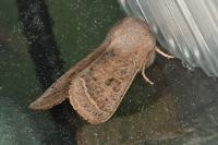 Orthosia gracilis