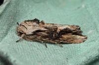 Egira conspicillaris