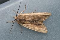 Lithophane semibrunnea