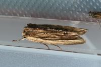 Lithophane semibrunnea