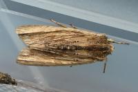 Lithophane semibrunnea