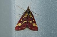 Pyrausta purpuralis