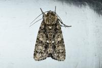 Acronicta rumicis