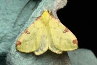 Opisthograptis luteolata