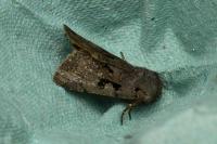 Orthosia gothica
