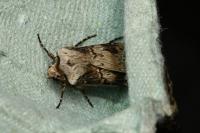 Agrotis puta