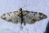 Eupithecia irriguata