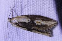 Doloploca punctulana