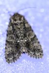 Acronicta rumicis