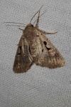 Orthosia gothica