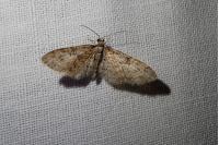 Eupithecia abbreviata