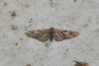 Eupithecia abbreviata