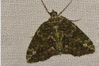 Chloroclysta siterata