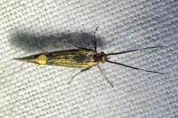 Esperia sulphurella