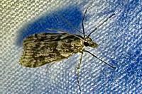 Eudonia angustea