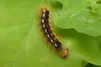 Euproctis chrysorrhoea