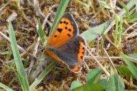 Lycaena phlaeas