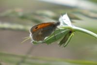 Coenonympha pamphilus